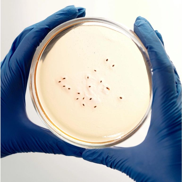 Analisi microbiologica in laboratorio per redazione di un DVR specifico per la Legionella a Cagliari.